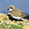  A Birding Touris's Guide to Majorca